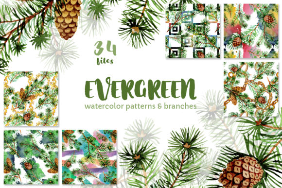 Download Evergreen with Buds Watercolor - Evergreen Collection