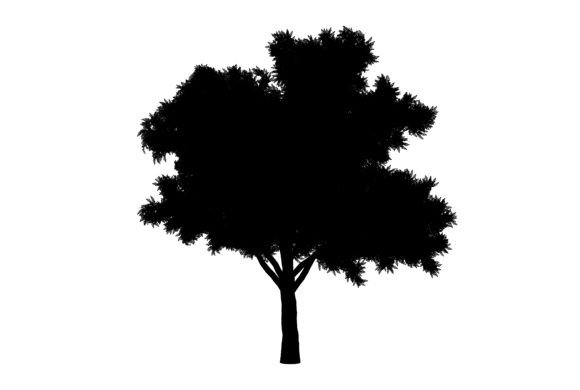 Download Evergreen Tree Clipart - Evergreen Collection